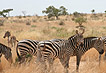 Foto Kenya - Parco Tsavo est